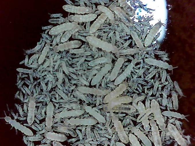Critters Direct, Dwarf White Isopods (Springtails + Isopods)