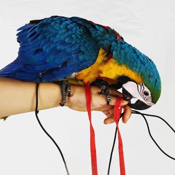 Adjustable Bird Harness with 78.7 Inch Leash, Outdoor Flying Training Rope Kit for Bird Parrots, Parrot Flying Rope Straps Outdoor Training Traction Rope for Small Medium Large Size Birds (M)