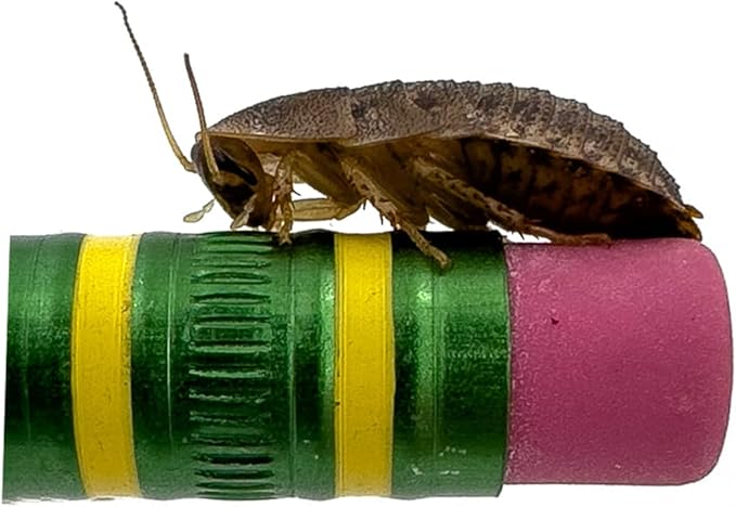 Dubia Roaches – Food for Reptiles, Tarantulas, Bearded Dragons, Geckos, and Insect-Eating Pets – High Protein, Easy to Digest, Healthier Alternative to Crickets (5/8", 1000 Count)