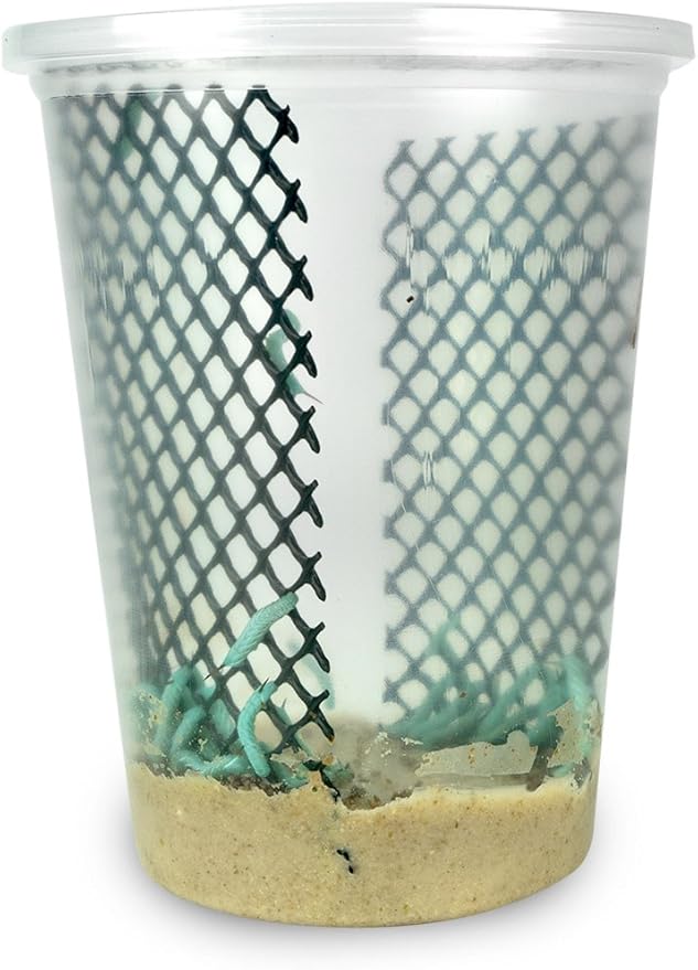 25ct Live Hornworms by DBDPet | Live Arrival is Guranteed | Low Food (2" of Growth)