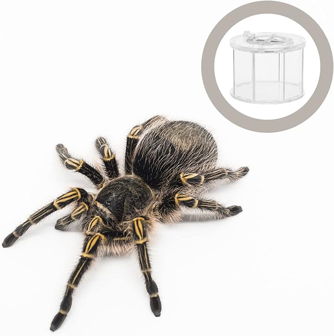 balacoo Reptile Breeding Box Acrylic Reptile Terrarium Cage Tank Tarantula Scorpion Sling Lizards Mantis