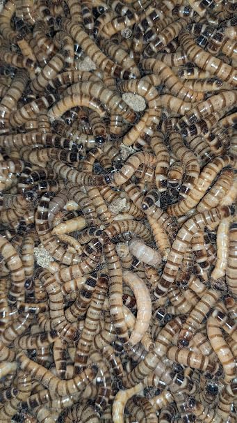 Armstrong's Original Crickets Superworms Kingworms (Large, 1000, Count)