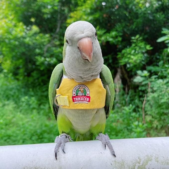 PARREN Bird Flight Harness Vest, Parrot Flight Suit with Leash for Parakeets, Bird Flying Clothes with Rope and Handle for Outdoor Activities Training, Anti Bite (3XL), Yellow