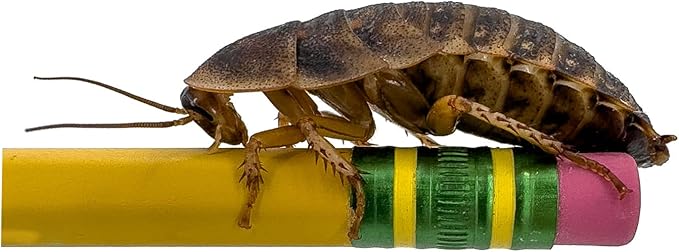 Dubia Roaches – Food for Reptiles, Tarantulas, Bearded Dragons, Geckos, and Insect-Eating Pets – High Protein, Easy to Digest, Healthier Alternative to Crickets (1.50"+, 75 Count)