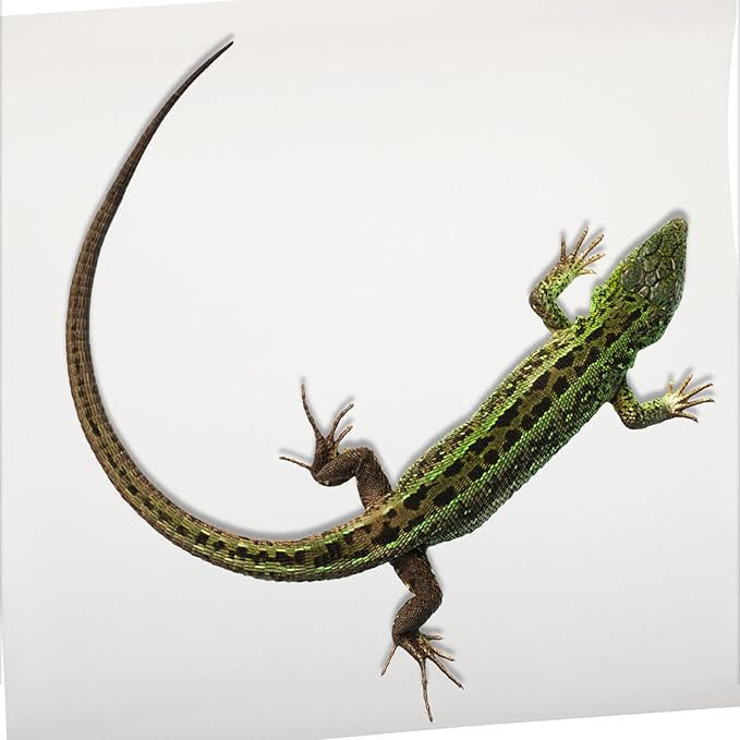 Reptile Carpet Substrate Mat for Leopard Gecko Snake Lizard and Turtle Sturdy Terrarium Liner Bedding for Reptile Tanks and Accessories