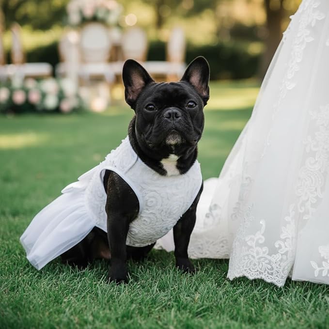 ASENKU Dog Dress Pet Wedding Dress Princess Lace Puppy Birthday Party Outfit Formal Apparel Girl for Small Medium Dogs Cats (X-Small, White)