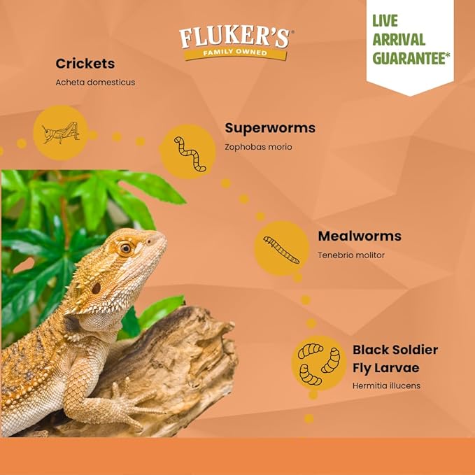 Fluker's Live Superworms, 250 Count Insects for Reptiles, Chickens, and Birds, Large (Approx. 1.5-2")