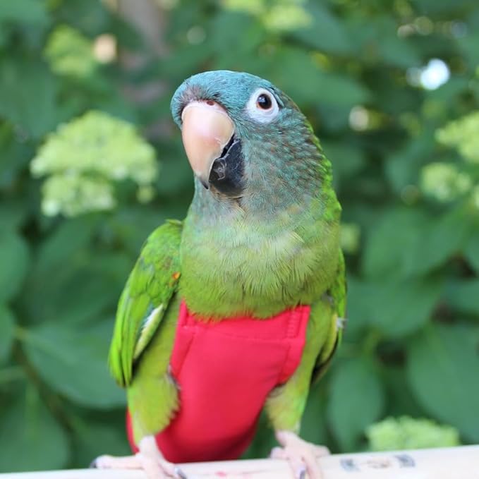 Avian Fashions FeatherWear FlightSuit Wide(7) Bird Diaper in Red