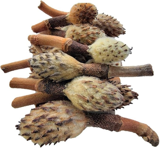 Small Magnolia Seed Pods, 24 Pack for Bioactive Enclosures, Terrariums, Aquariums, Reptiles, Amphibians, Isopods
