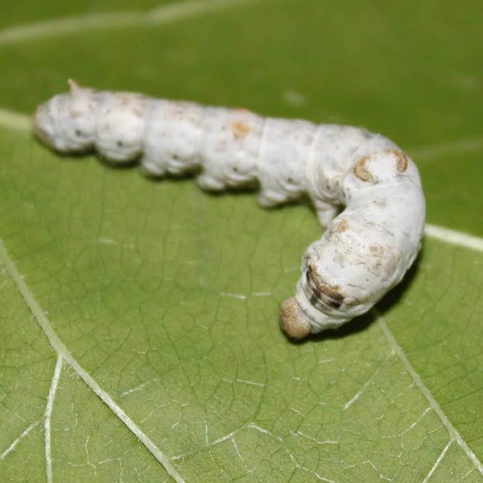 Educational Live Silkworm Kit Teachers Choice v2.0