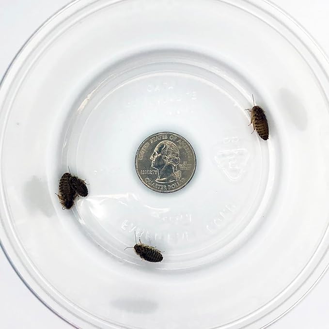 200 ct Small Dubia Roaches | 1/8-1/4 Inch | Live Arrival Guaranteed | Shipped in Mesh Bag