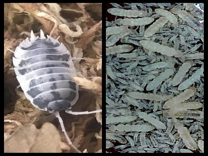 Dairy Cow Isopods (Qty-10) & Springtails (8 oz Seeding Cuture) Combo Package, for Amphibian/Reptile/Invertebrate Bioactive Habitats, by Critters Direct