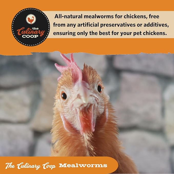 Fluker's Culinary Coop Premium Chicken Treats, Mealworms 10 oz, High Protein Worm, Nutritious Treat
