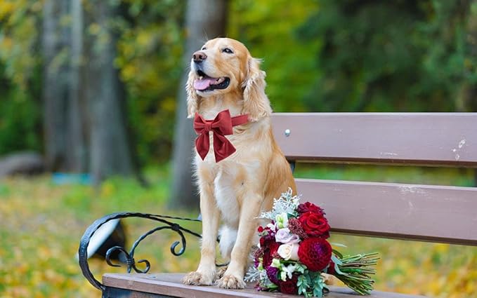 Lionet Paws Bowtie Dog Collar - Comfortable Silk Dog Collar with Detachable Bow Tie for Puppy and Cat, Neck 8-12 Inches