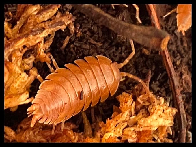 Critters Direct Orange Isopods (Qty-50+), for Amphibian/Reptile/Invertebrate Bioactive Habitats