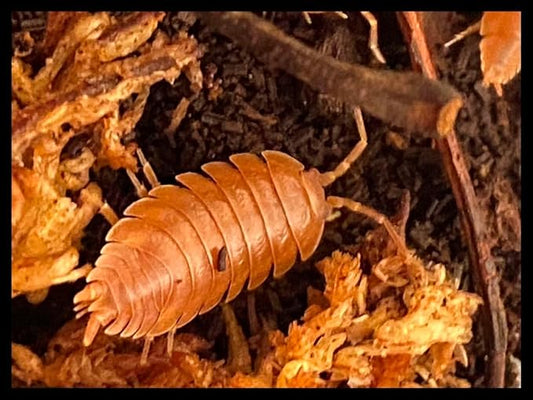 Orange Isopods (Qty-10), for Amphibian/Reptile/Invertebrate Bioactive Habitats, by Critters Direct