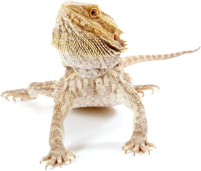 Healthy Herp Dragon Treat Grasshoppers - All Natural, Nutritious Turtle Food, Bearded Dragon Tank Accessories - for Bearded Dragons, Box Turtles, Aquatic Turtles - 0.56 oz (16g)