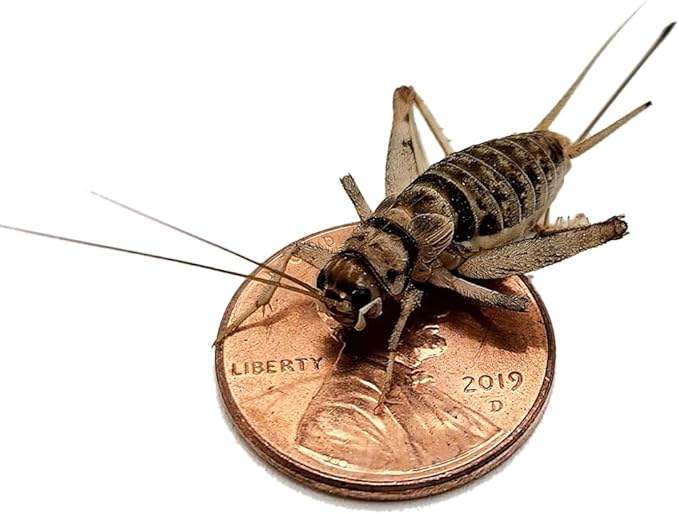 Josh's Frogs 1" Large Adult Banded Crickets (1000 Count)