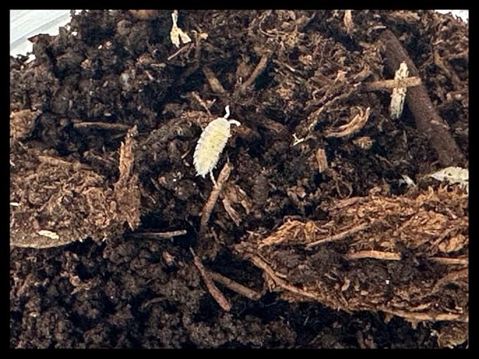Critters Direct Dwarf White Isopods (Qty-100), for Amphibian/Reptile/Invertebrate Bioactive Habitats
