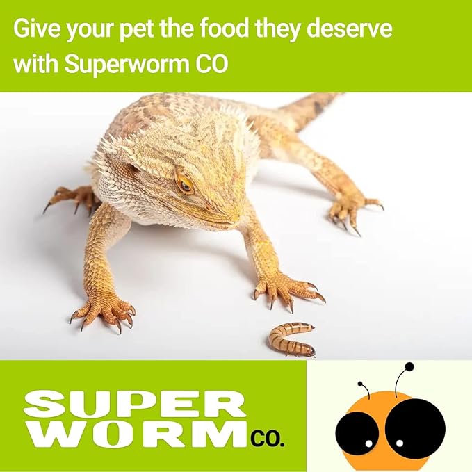 300 Live Superworms Superworm CO - Live Superworms - 300 ct - Large
