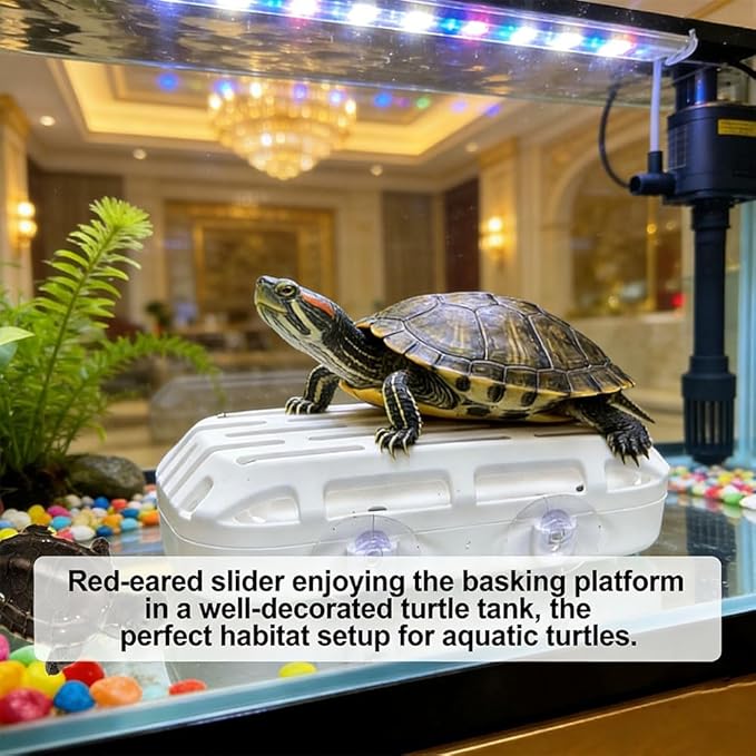 2pcs Turtle Tank Collector,Toilet Keep Tank Cleaning with Suction Cups Reptile Waste Container for Breeding Box Small Animals (2pcs Black)