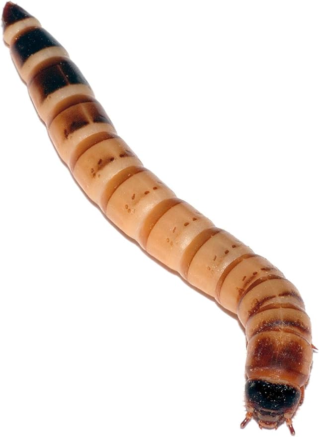 Armstrong's Original Crickets Superworms Kingworms (Medium, 500, Count) Superworms Kingworms (Medium, 500, Count)