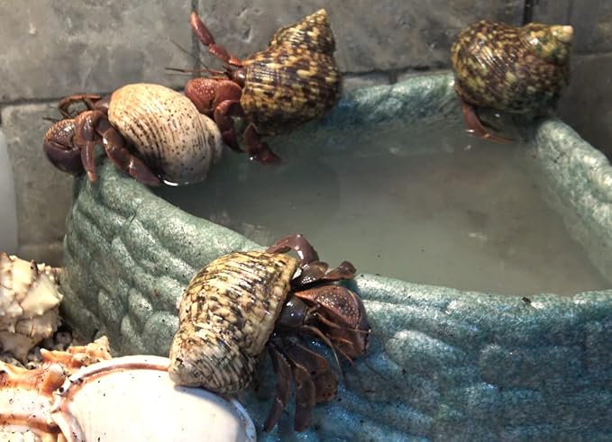 Gargeer Hermit Crab Soaking Salt, Ocean-Like Environment, Includes Calcium and Trace Minerals, No additives or Harmful Ingredients. for Optimal Health and Well-Being. Made in The USA. Enjoy !