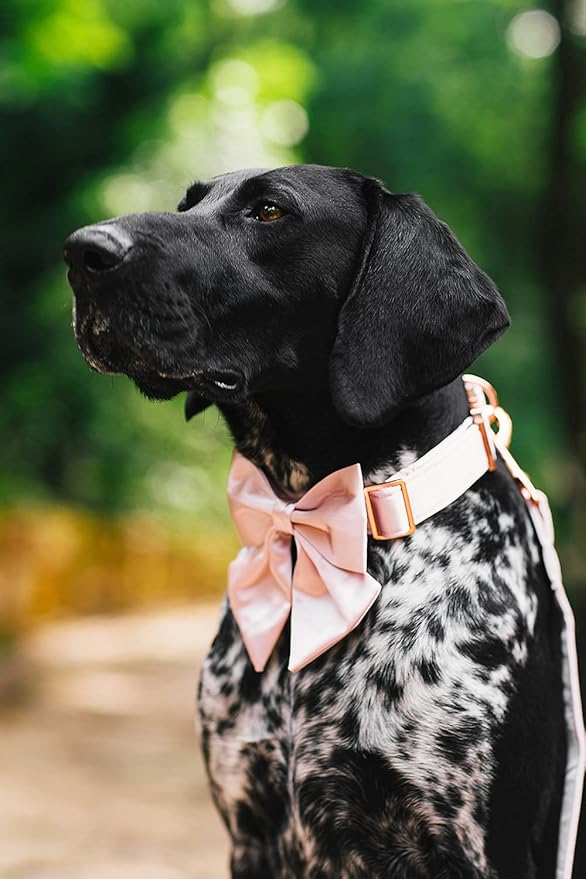 Lionet Paws Bowtie Dog Collar - Comfortable Silk Dog Collar with Detachable Bow Tie for XLarge Dogs, Neck 16-26 Inches
