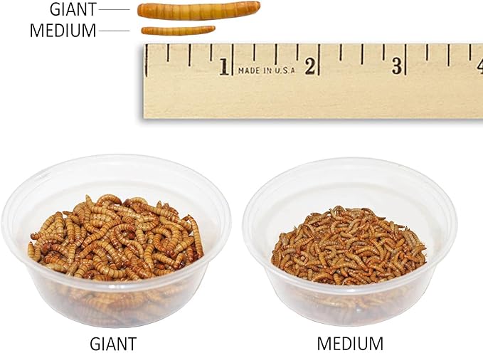 Mealworm Breeder Kit (Basic) - Breed Live Feeder Worms for Hedgehogs, Sugar Gliders, Reptiles, Wild Birds, Chickens, Lizards, Bearded Dragon, Skunks, Opossum, Fish, Turtles, Tortoises, Geckos