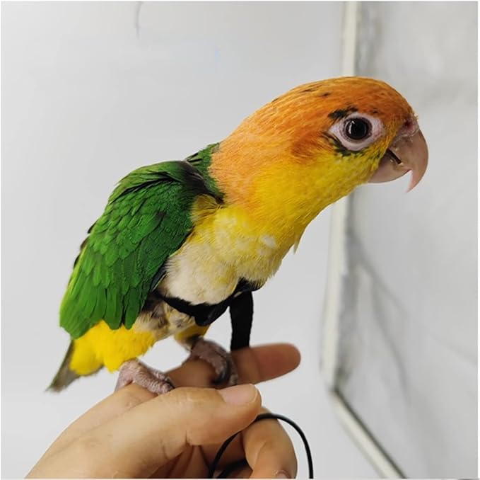 Adjustable Bird Harness with 78.7 Inch Leash, Outdoor Flying Training Rope Kit for Bird Parrots, Parrot Flying Rope Straps Outdoor Training Traction Rope for Small Medium Large Size Birds (Petite)