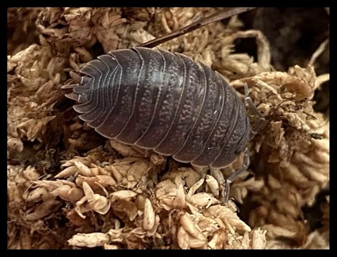 Giant Canyon Isopods (Qty-10), for Arid Amphibian/Reptile/Invertebrate Bioactive Habitats, by Critters Direct