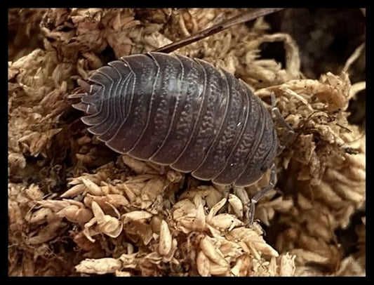 Giant Canyon Isopods (Qty-10), for Arid Amphibian/Reptile/Invertebrate Bioactive Habitats, by Critters Direct
