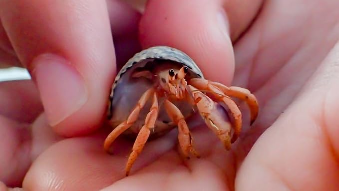 Undique Organic Hermit Crab Food with Quail Egg Shells - Nutritious, Balanced Diet & Calcium-Rich Treats for Hermit Crab Shell Growth - Sustainable, Clean, Hermit Crab Care