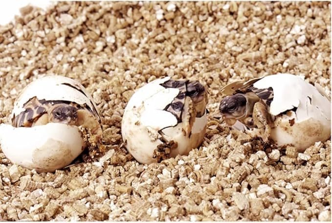 Flushbay Reptile Feeding Box Turtle Transport Breeding Box Egg Incubator Container with 1.1lb Reptile Substrate Vermiculite Bedding for Snake Tortoise Lizard Hatching Eggs