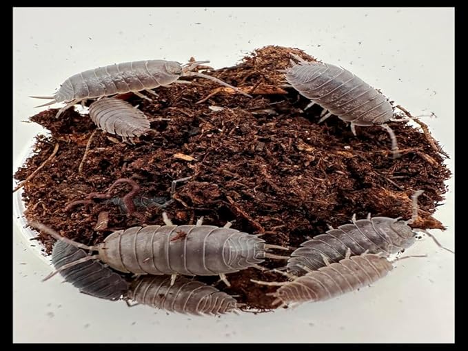 Giant Canyon Isopods (Qty-10) & Springtails (8 oz Seeding Culture) Combo Package, for Arid Amphibian/Reptile/Invertebrate Bioactive Habitats, by Critters Direct