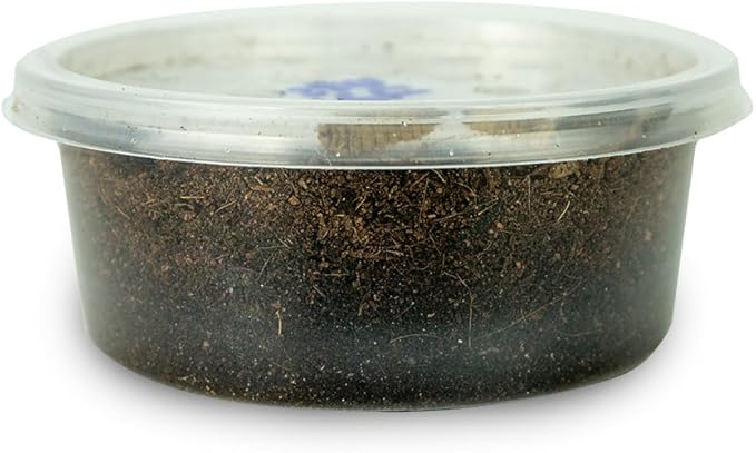 Josh's Frogs Black Soldier Fly Larvae (250 Count - Large)