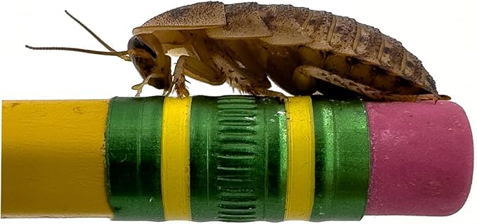 Dubi Deli Dubia Roaches – Food for Reptiles, Tarantulas, Bearded Dragons, Geckos, and Insect-Eating Pets – High Protein, Easy to Digest, Healthier Alternative to Crickets (7/8", 200 Count)