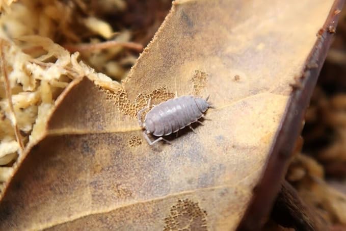 Powder Blue Isopods 12 Count