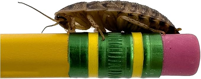 Dubia Roaches – Food for Reptiles, Tarantulas, Bearded Dragons, Geckos, and Insect-Eating Pets – High Protein, Easy to Digest, Healthier Alternative to Crickets (3/4", 1000 Count)