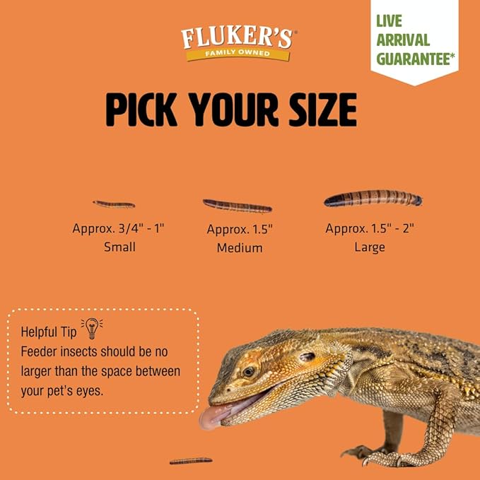 Fluker's Live Superworms, 100 Count Insects for Reptiles, Chickens, and Birds, Large (Approx. 1.25"-1.75")