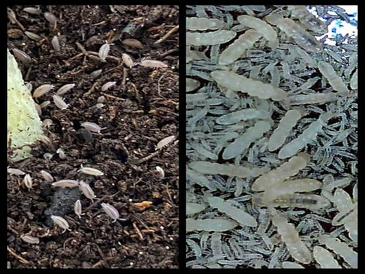 Dwarf Purple Isopods (Qty-25) & Springtails (8 oz Seeding Cuture) Combo Package, for Amphibian/Reptile/Invertebrate Bioactive Habitats, by Critters Direct