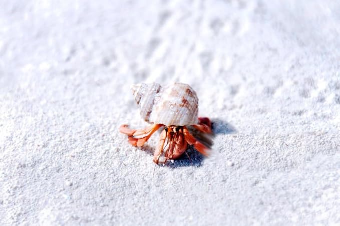 5 lbs. Hermit Crab Sand Substrate, All Natural Premium White Sand Mixture, for Hermit Crab Tanks