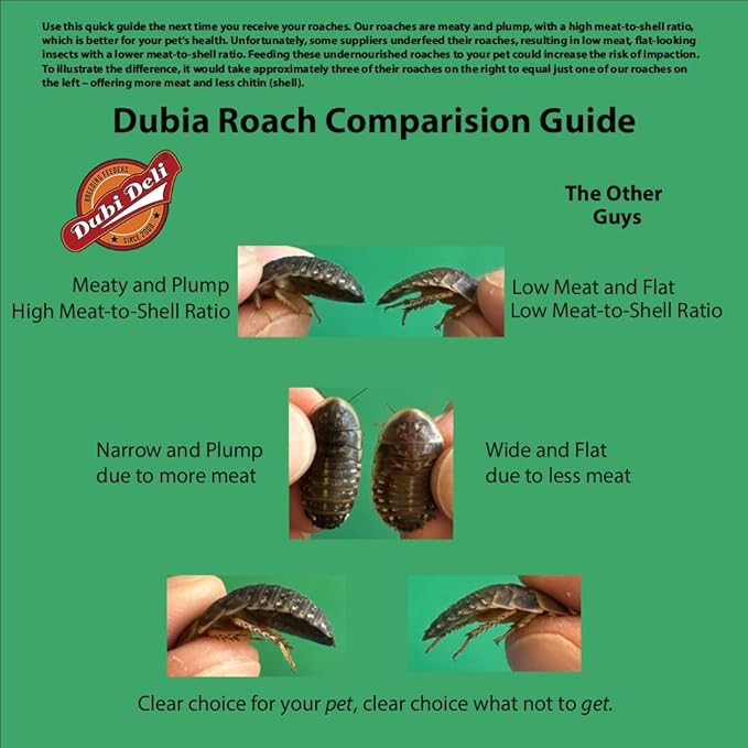 Dubi Deli Dubia Roaches – Food for Reptiles, Tarantulas, Bearded Dragons, Geckos, and Insect-Eating Pets – High Protein, Easy to Digest, Healthier Alternative to Crickets (1/2", 400 Count)