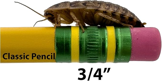 Dubia Roaches – Food for Reptiles, Tarantulas, Bearded Dragons, Geckos, and Insect-Eating Pets – High Protein, Easy to Digest, Healthier Alternative to Crickets (3/4", 1000 Count)