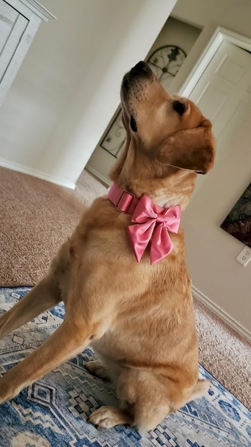 Lionet Paws Bowtie Dog Collar - Comfortable Silk Dog Collar with Detachable Bow Tie for XLarge Dogs, Neck 16-26 Inches
