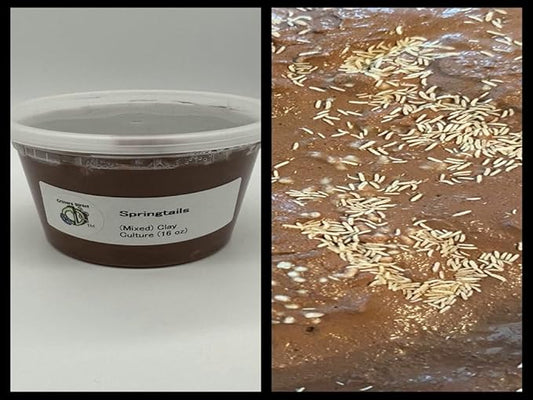 Live Springtails, Clay Culture (16 oz,) for Amphibian/Reptile/Invertebrate Bioactive Habitats, by Critters Direct
