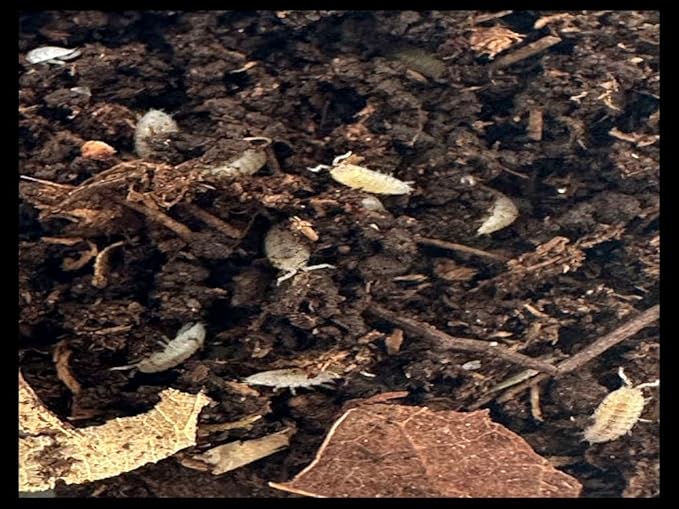 Critters Direct Dwarf White Isopods (Qty-50), for Amphibian/Reptile/Invertebrate Bioactive Habitats