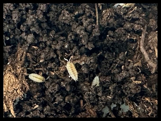 Dwarf White Isopods (Qty-50), for Amphibian/Reptile/Invertebrate Bioactive Habitats, by Critters Direct