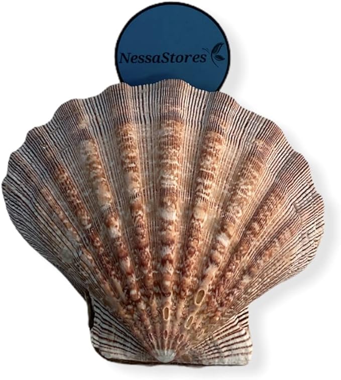 NESSASTORES - Natural Lion Paw Scallop Nautical Dish Beach Craft Sea Shell 5"-6" #JC-026 (11 Pairs)
