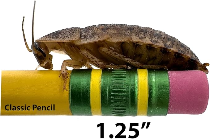 Dubi Deli Dubia Roaches – Food for Reptiles, Tarantulas, Bearded Dragons, Geckos, and Insect-Eating Pets – High Protein, Easy to Digest, Healthier Alternative to Crickets (1.25", 75 Count)